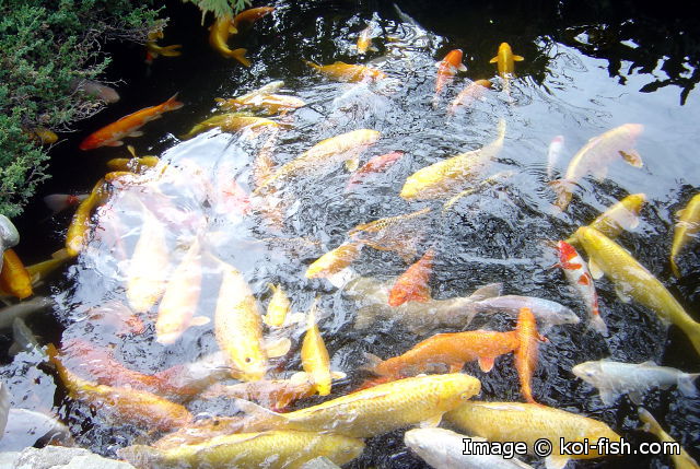 Koi fish swimming in a pond