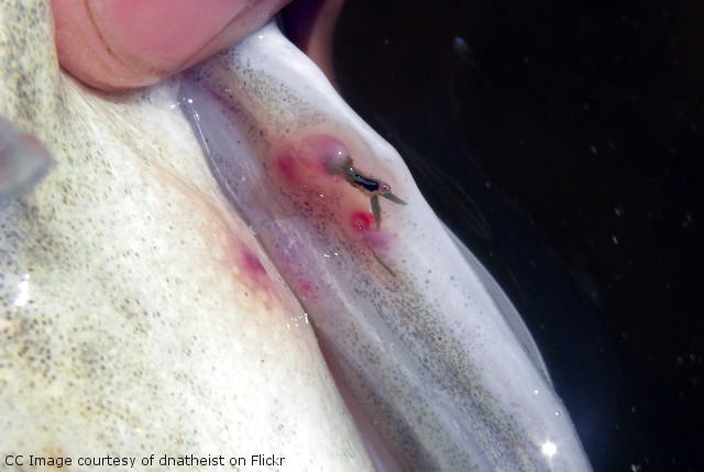 Lernaea parasite attached to fish fin