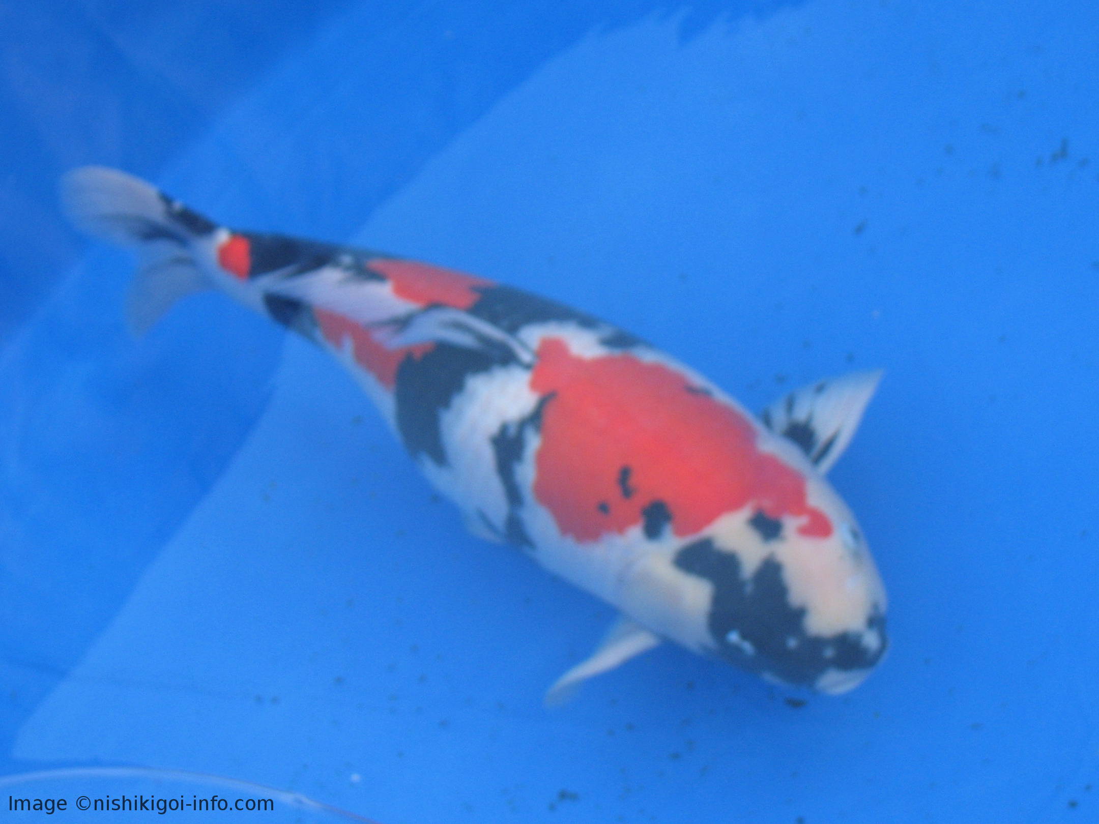 Why do people keep Koi Fish? | Koi Fish Information