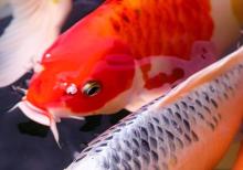 Hikaru the Koi in his pond