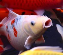 Koi at surface of pond.