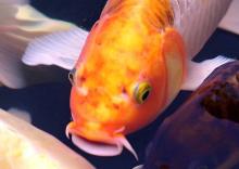 Kujaku Koi fish in a pond