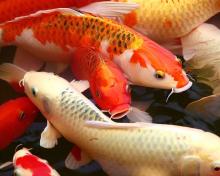 Koi swimming in a pond