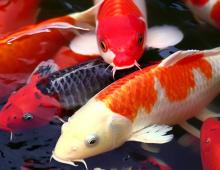 kohaku koi variety in a pond