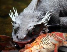 Water dragon and a Koi fish