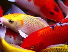 Colorful Koi fish