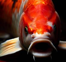 A Koi fish facing the camera with a mean expression