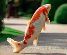A walking koi fish