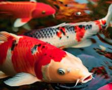 Sakura in her koi pond in autumn