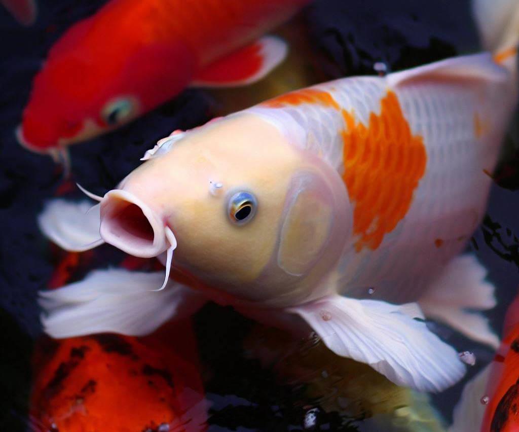 Koi are happy if they have a good environment.
