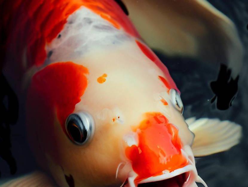 Koi in a good environment can live for decades.
