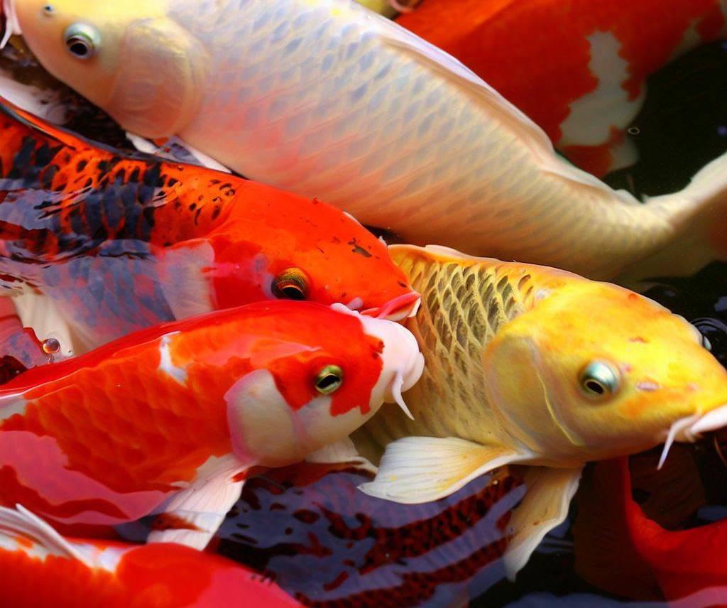 koi fish in a pond.