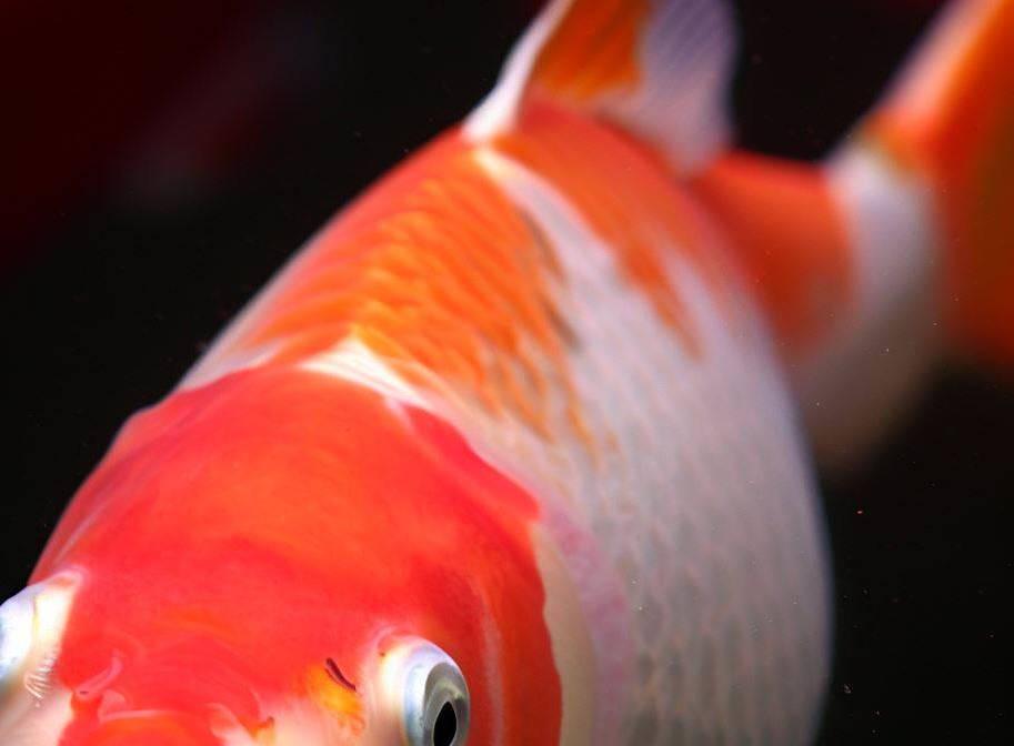 Koi fish colors and patterns