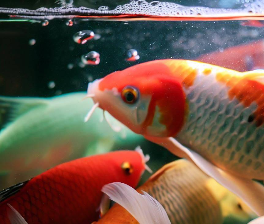 Koi crowded in a fish tank