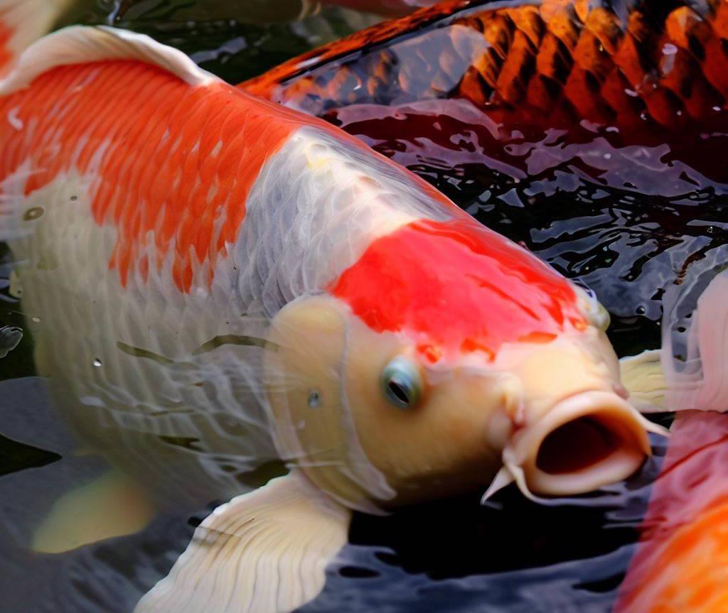 Jumbo Koi fish