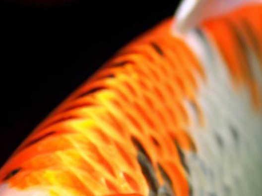 Unveiling the Beauty and Functionality of Koi Fish Scales